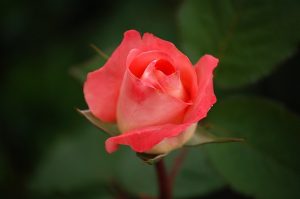 rose-591087_640
